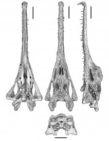 M lottorum