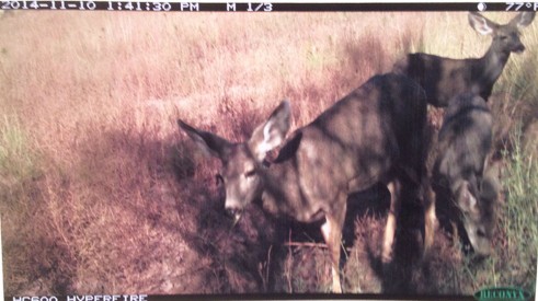 Several doe were observed at both camera trap locations. 