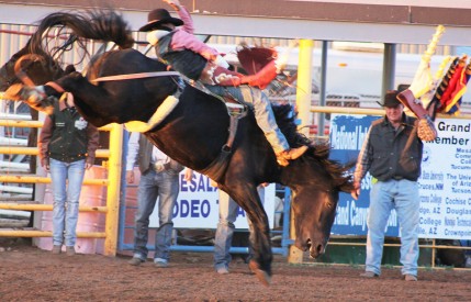 Caption. Edmiles Harvey, member of the Mesalands Community College Rodeo Team electrified the bareback riding event at the on-campus Mesalands Intercollegiate Rodeo Competition, winning his second consecutive championship title of the season. 