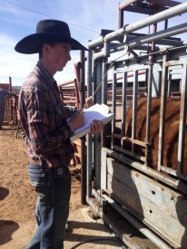 Jessie Estill, Animal Science student and a member of the Mesalands Community College Rodeo Team from Lovelock, NM collects data for the Bull Test at the New Mexico State University (NMSU) Agricultural Science Center in Tucumcari.