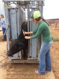 Payten Frost, Animal Science student and a member of the Mesalands Community College Rodeo Team from Snowflake, AZ, injects a warmer in the bull to kill any insects and internal parasites at the NMSU Agricultural Science Center.