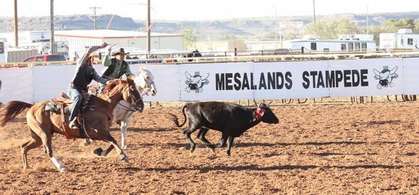 Team ropers Zack Toberer (right) and Clayton Torres (left) had a strong performance at last weekend’s 9th Annual Mesalands Grand Canyon Region Intercollegiate Fall Rodeo. They brought home the reserve championship title in this event and are currently second in the region. 